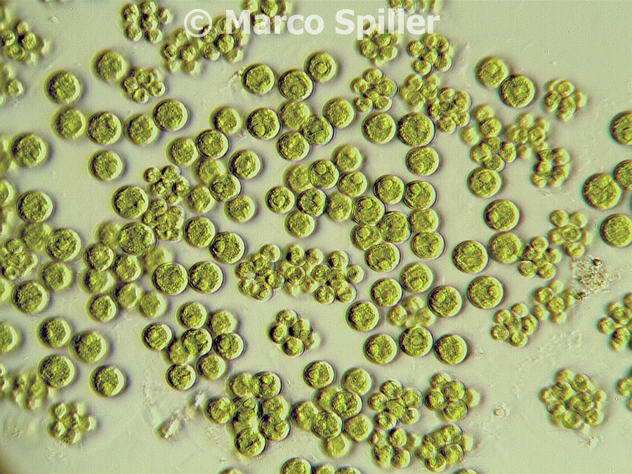 Alghe verdi coloniali